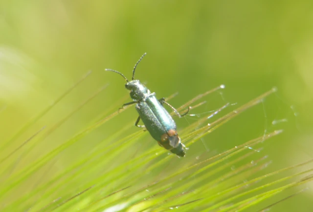 Melyridae - sziklaibogár-félék