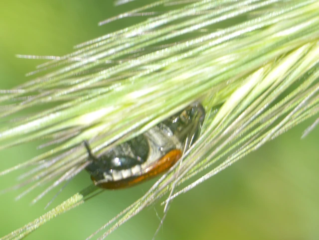 Anisoplia austriaca - osztrák szipoly