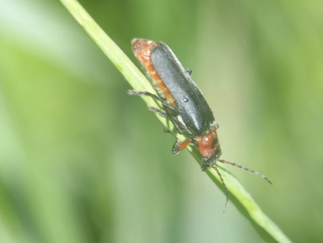 Cantharis rustica - suszterbogár