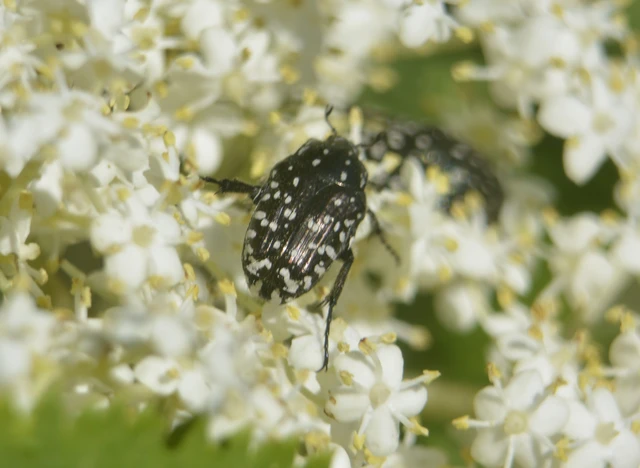 Oxythyrea funesta - sokpettyes virágbogár