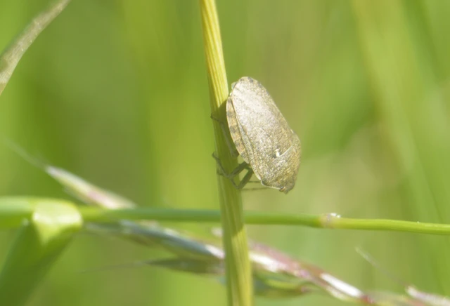 Eurygaster Eurygaster