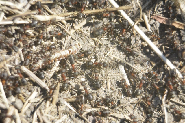 Formica pratensis - réti vöröshangya