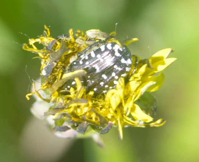 Oxythyrea funesta - sokpettyes virágbogár