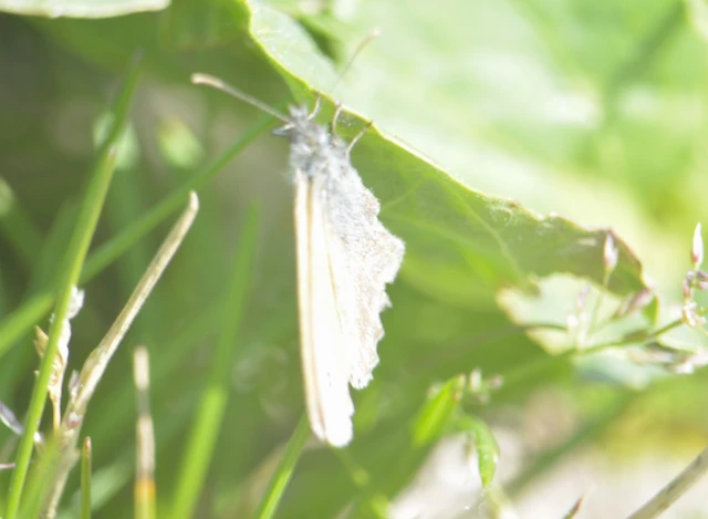 Coenonympha pamphilus - kis szénalepke