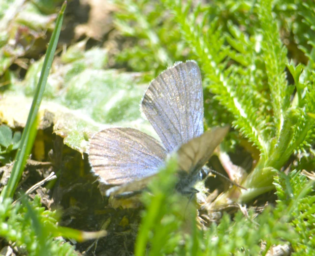 Plebejus argus - ezüstös boglárka