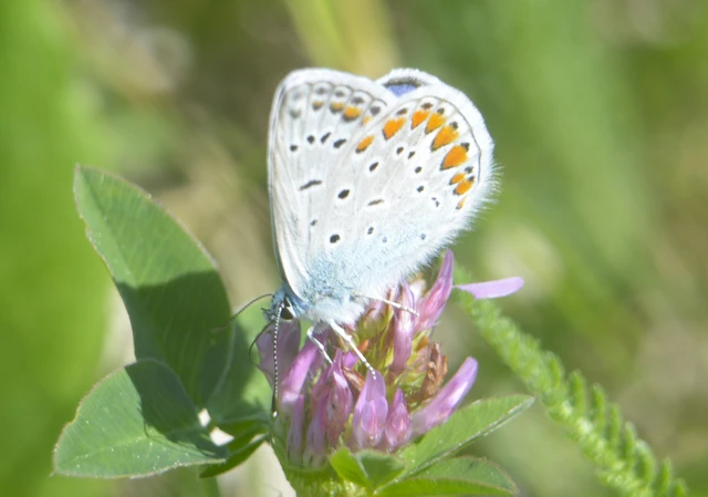 Polyommatus icarus - közönséges boglárka