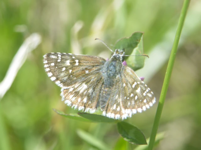Pyrgus armoricanus - feles busalepke