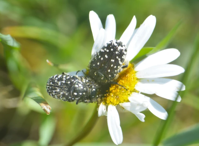 Oxythyrea funesta - sokpettyes virágbogár