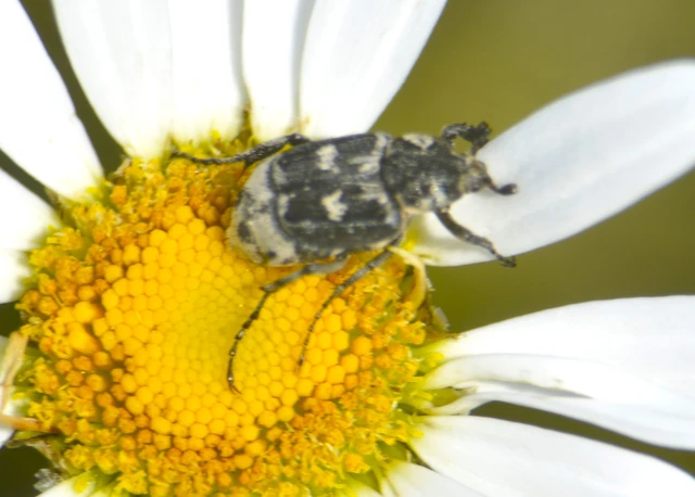 Valgus hemipterus - suta virágbogár