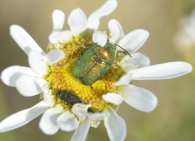 Cryptocephalus