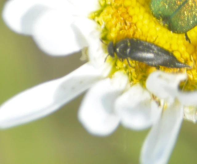 Mordellidae - marókafélék