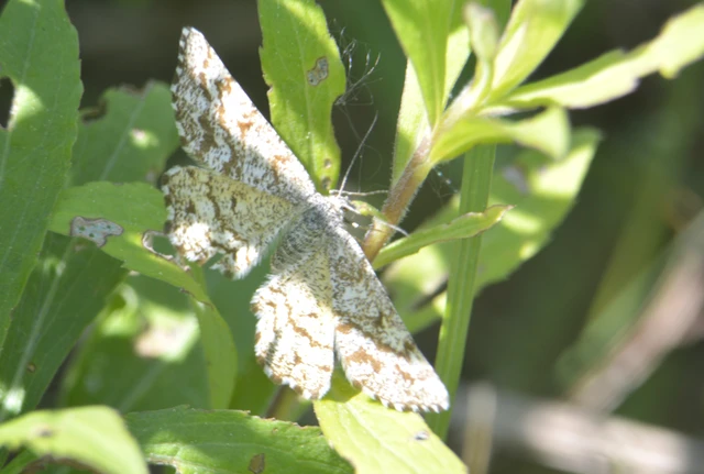 Ematurga atomaria - barna rétiaraszoló