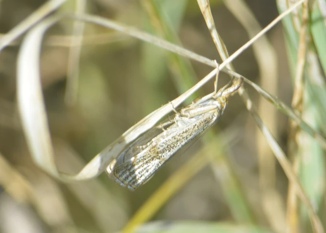 Thisanotia chrysonuchella - tavaszi fűgyökérmoly