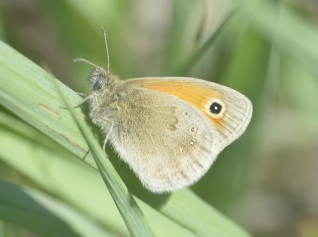 Coenonympha pamphilus - kis szénalepke