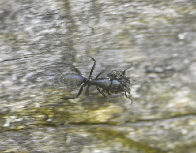 Camponotus vagus - fekete lóhangya