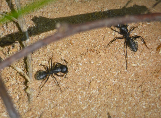 Camponotus vagus - fekete lóhangya