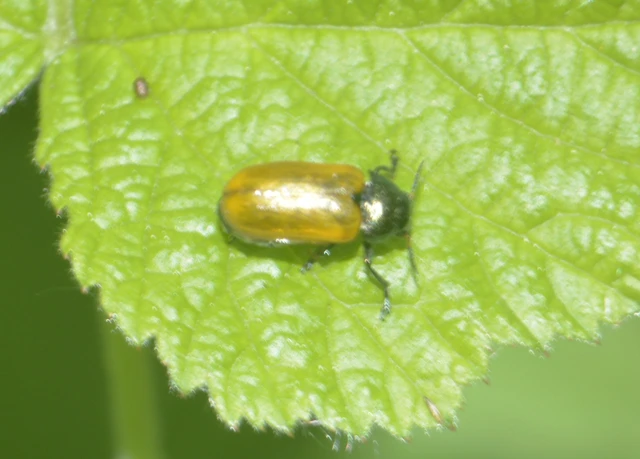 Labidostomis