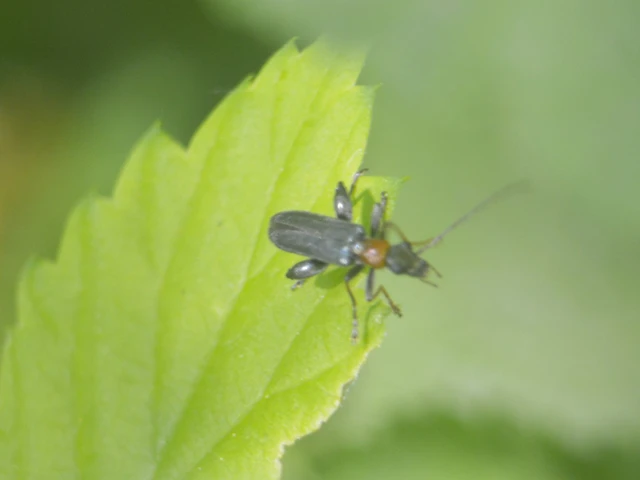 Oedemera croceicollis - pirostorú álcincér