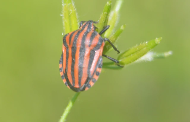 Graphosoma italicum - csíkos pajzsospoloska