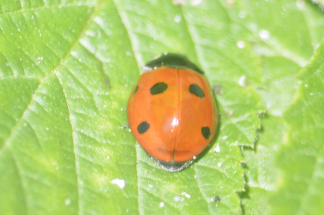 Coccinella septempunctata - hétpettyes katica