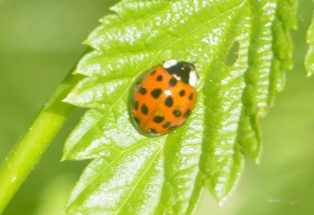 Harmonia axyridis - harlekinkatica