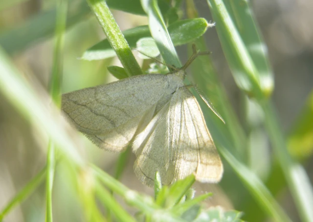 Polypogon tentacularia - sötétaljú karcsúbagoly
