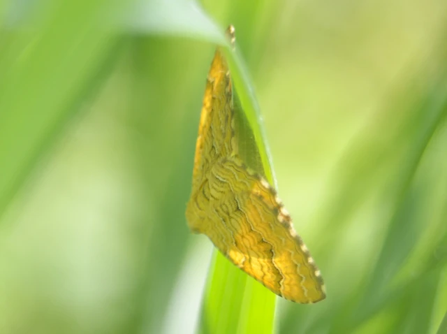 Camptogramma bilineata - kétvonalas sávosaraszoló