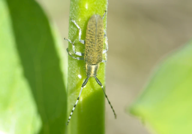 Agapanthia villosoviridescens - fehérgyűrűs bogáncscincér