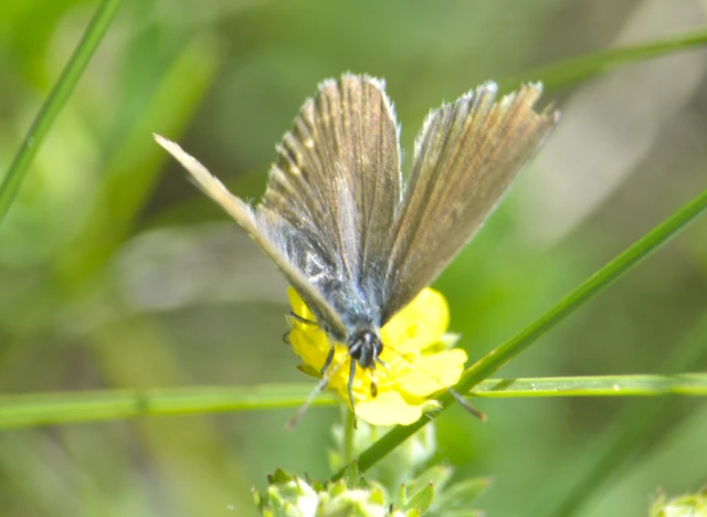 Plebejus argus - ezüstös boglárka