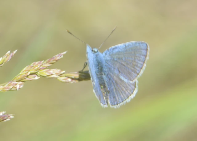 Polyommatus icarus - közönséges boglárka
