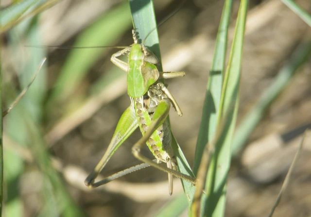 Decticus verrucivorus - szemölcsevő szöcske
