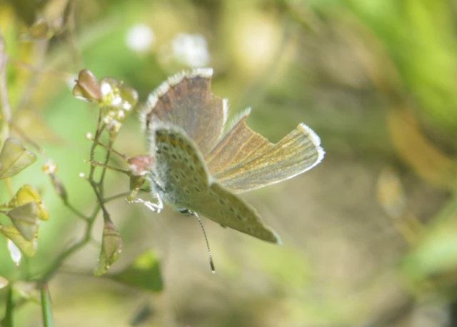 Plebejus argus - ezüstös boglárka