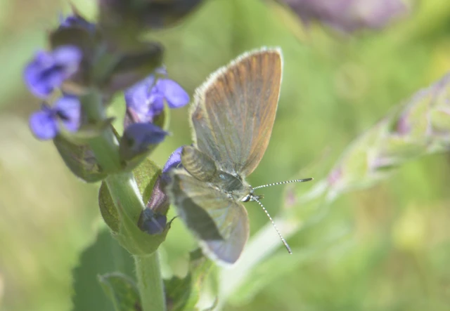 Plebejus argus - ezüstös boglárka