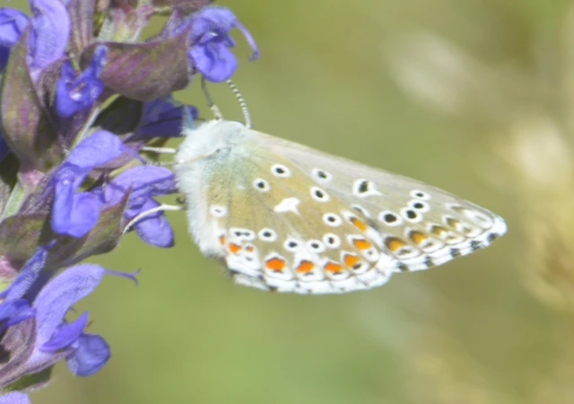 Polyommatus bellargus - égszínű boglárka