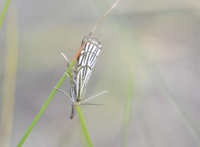 Chrysocramboides craterella - rácsos fűgyökérmoly