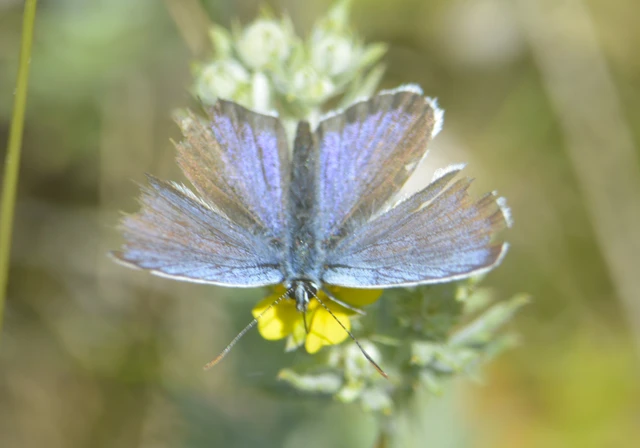 Plebejus argus - ezüstös boglárka