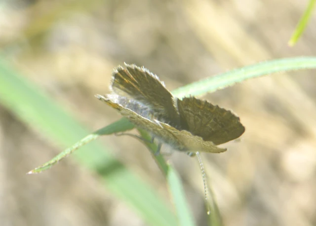 Plebejus argus - ezüstös boglárka