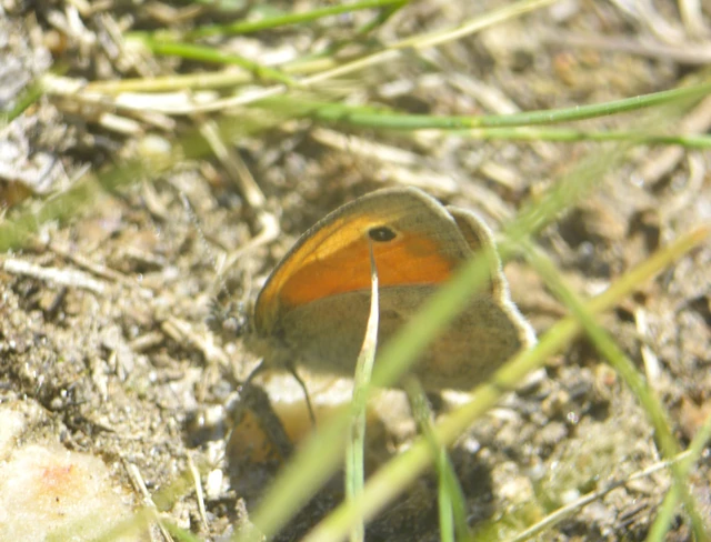 Coenonympha pamphilus - kis szénalepke