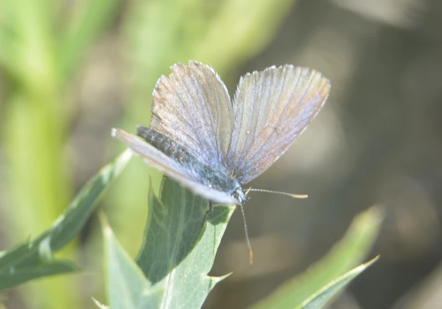 Plebejus argus - ezüstös boglárka