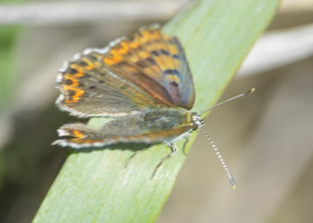 Lycaena tityrus - barna tűzlepke