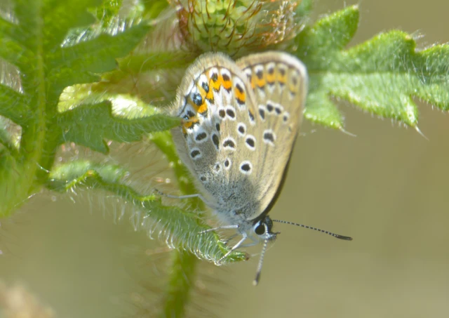 Plebejus argus - ezüstös boglárka