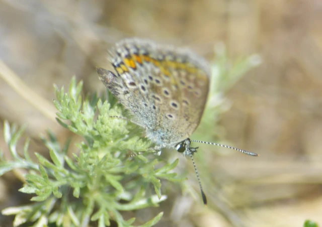 Plebejus argus - ezüstös boglárka