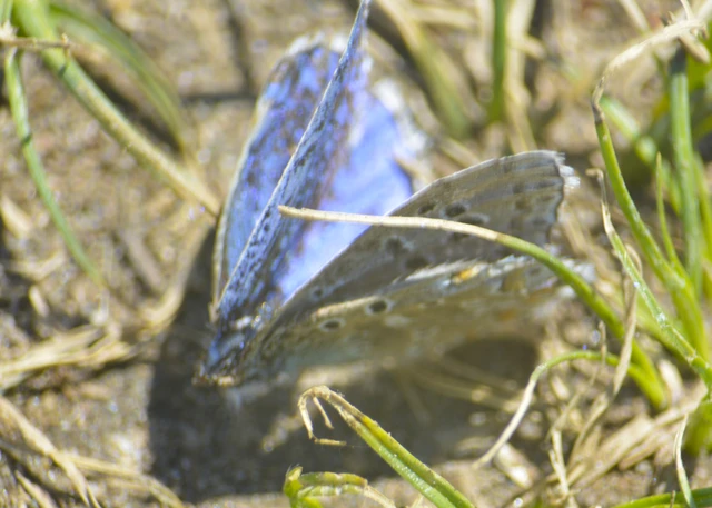 Polyommatus bellargus - égszínű boglárka