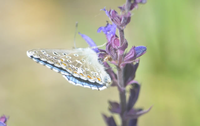 Polyommatus bellargus - égszínű boglárka