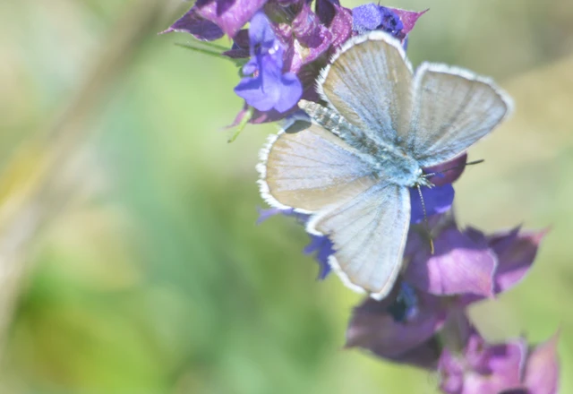 Plebejus argus - ezüstös boglárka