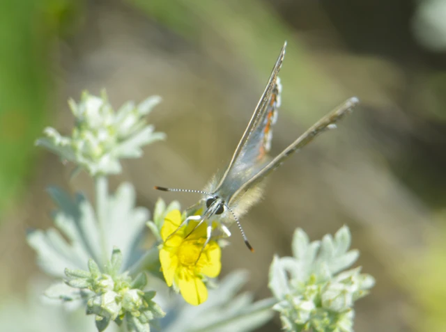 Polyommatus bellargus - égszínű boglárka