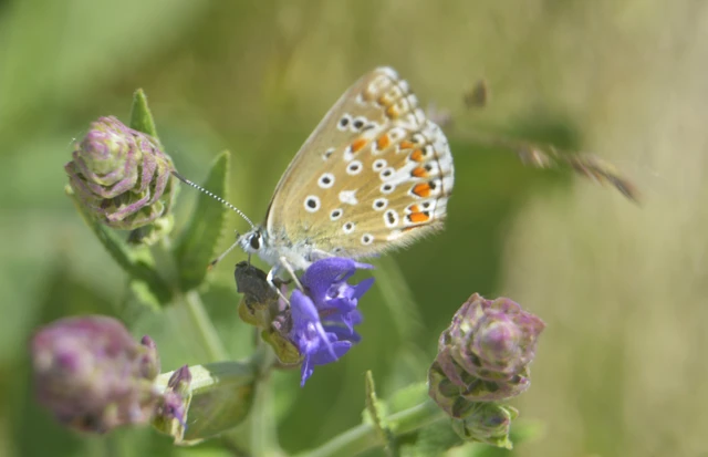 Polyommatus bellargus - égszínű boglárka