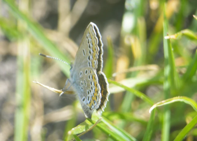 Plebejus argus - ezüstös boglárka