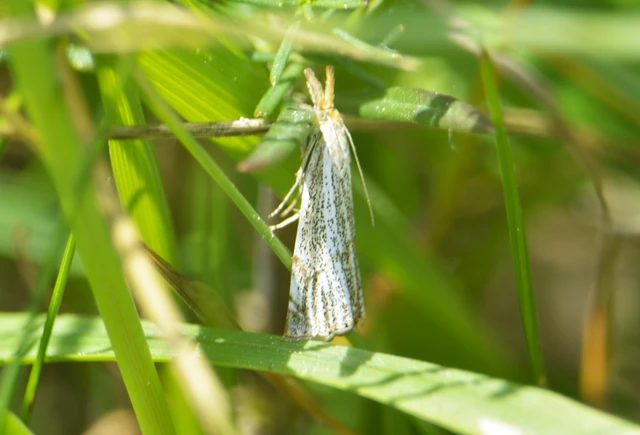 Thisanotia chrysonuchella - tavaszi fűgyökérmoly