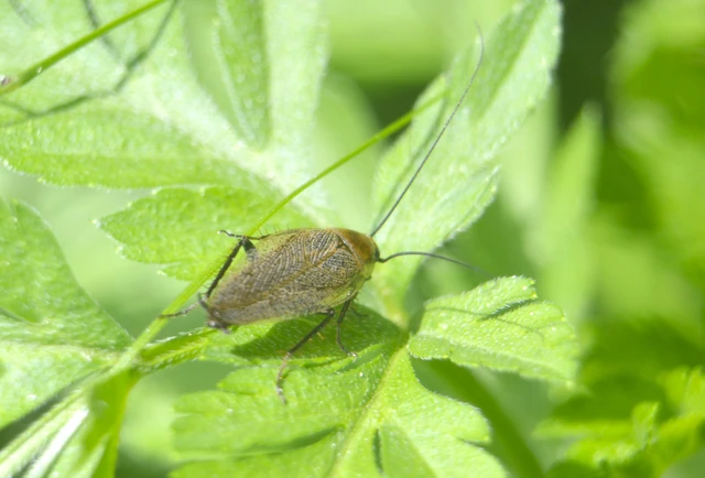 Blattodea - Csótányok Blattodea - Csótányok
